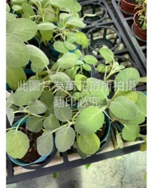 萬花叢 香草植物【巴格旦鼠尾草】 - 居家香氛、料理佐料 新手友善盆栽, 1個