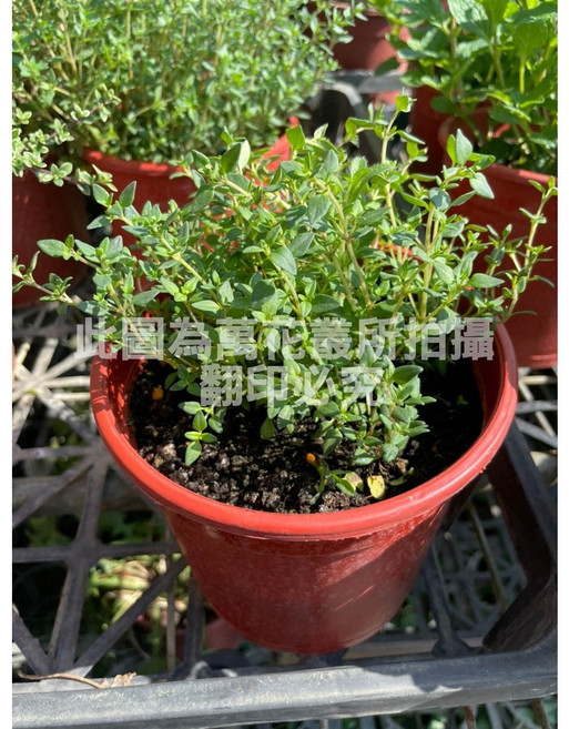 萬花叢 香草植物【綠葉百里香】 - 居家綠植盆栽, 紅色, 1個