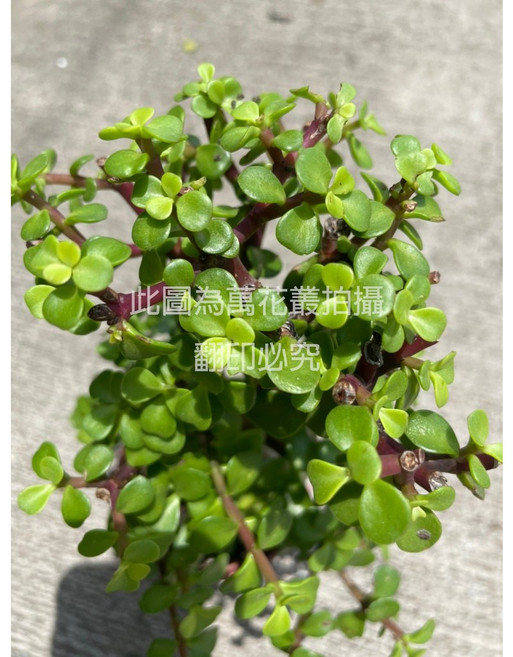 萬花叢 多肉植物 - 療癒系室內綠植 輕鬆打造個人風格, 銀杏木, 1個