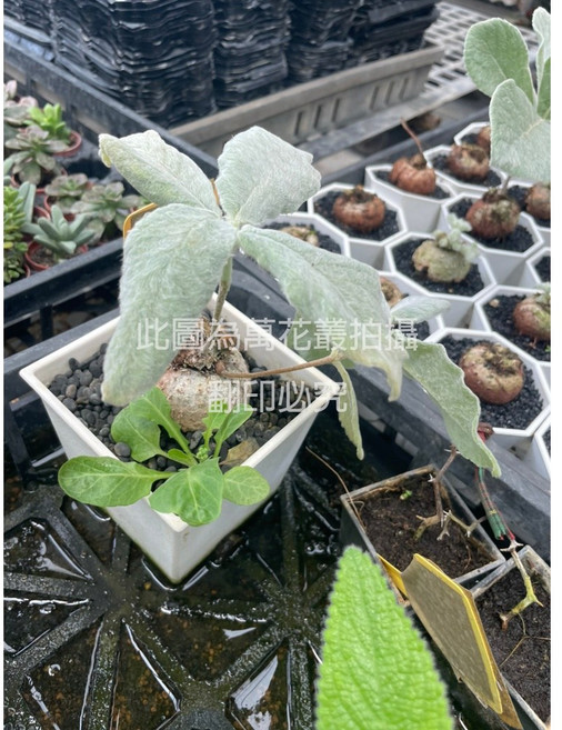 萬花叢 多肉植物【斷崖女王】方盆 - 療癒系盆栽 室內綠植首選, 白色