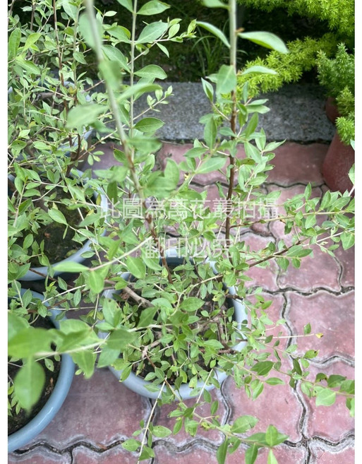 萬花叢 指甲花 盆栽 5吋灌木植物, 1個