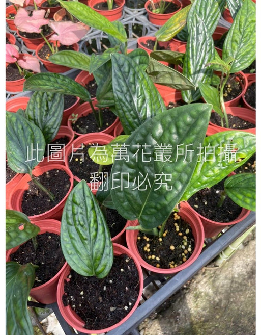 萬花叢 巨大龜背芋 觀葉植物, 綠色, 1個