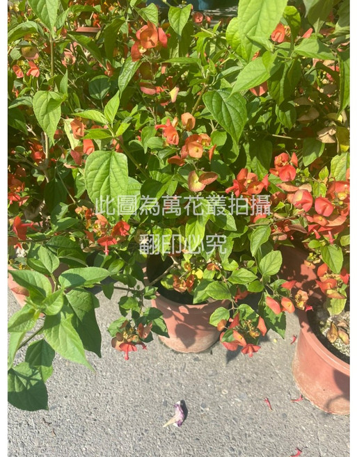 萬花叢 灌木植物 官帽花 陽傘花 洋傘花 7吋盆栽