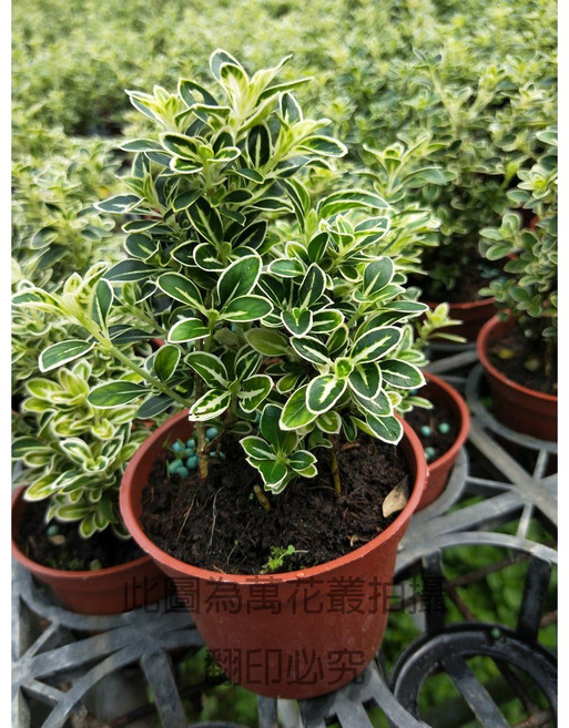 萬花叢 灌木植物六月雪 3吋盆栽 (一組3盆) 室內盆栽, 詳見包裝