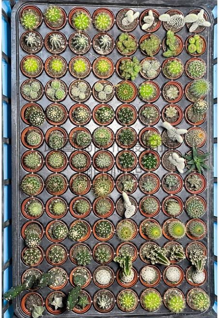 萬花叢 仙人掌植物, 不挑色, 1個