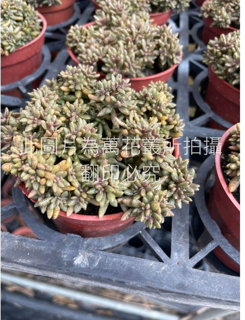 萬花叢 多肉植物【河豚】 - 療癒系盆栽 迷你可愛 輕鬆妝點您的生活空間, 1個