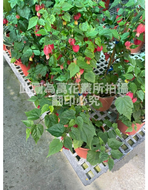 萬花叢 灌木植物 紅燈籠, 紅色