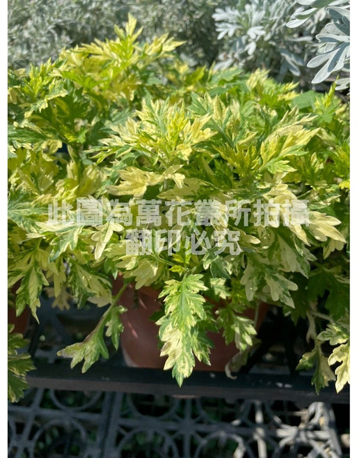 萬花叢 香草植物 斑葉艾草 療癒香氛 居家盆栽, 1個
