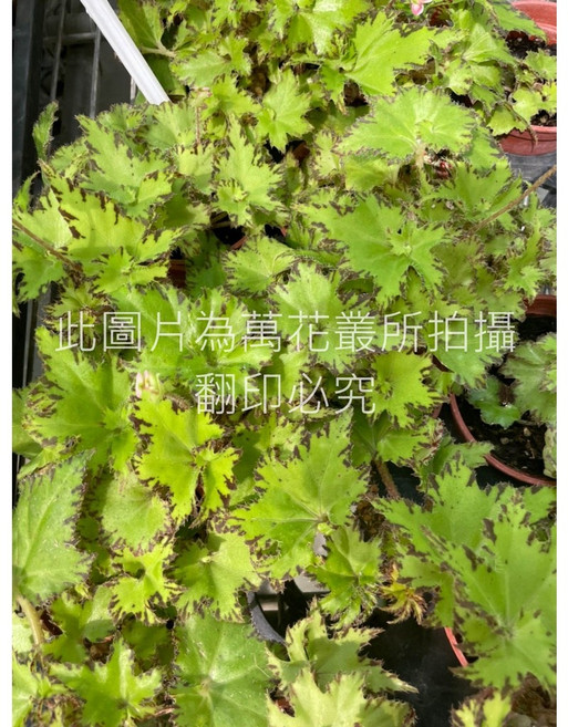 萬花叢 睫毛秋海棠 3吋盆栽 室內綠植