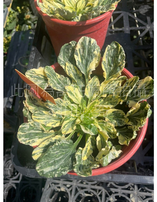 萬花叢 斑葉車前草 觀葉植物 5吋盆栽 室內觀賞植栽, 綠色, 1個