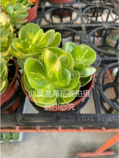 萬花叢 多肉植物 雲葉古木錦 3吋盆 療癒盆栽 (1-3朵隨機), 1個
