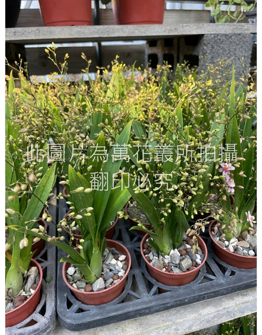萬花叢 花卉植物 (隨機花色) 3吋盆栽, 迷你文心蘭(會香), 1個