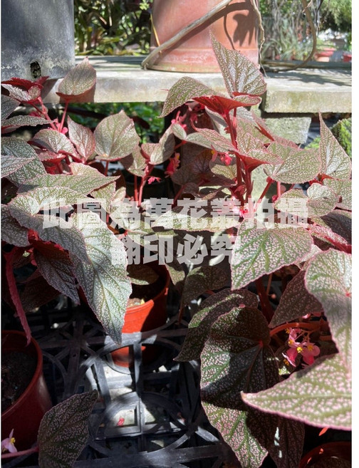 萬花叢 艾咪秋海棠 觀葉植物 5吋盆栽, 1個