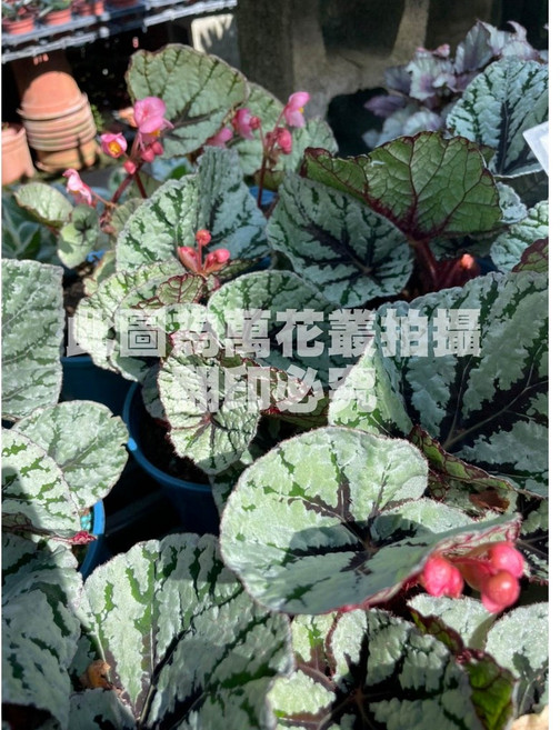 萬花叢 觀葉植物 仙子海棠 (高約10-25cm) 室內盆栽, 1個