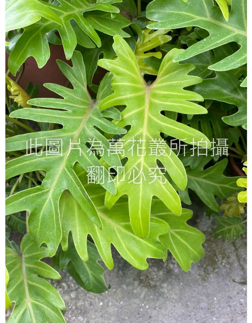 萬花叢 黃金奧利多蔓綠蓉 觀葉植物 室內盆栽, 黃色, 1個