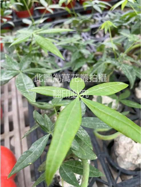 萬花叢 喬木植物 馬拉巴栗/搖錢樹 附石盆栽 迷你盆景 綠植盆栽 招財搖錢樹, 1個