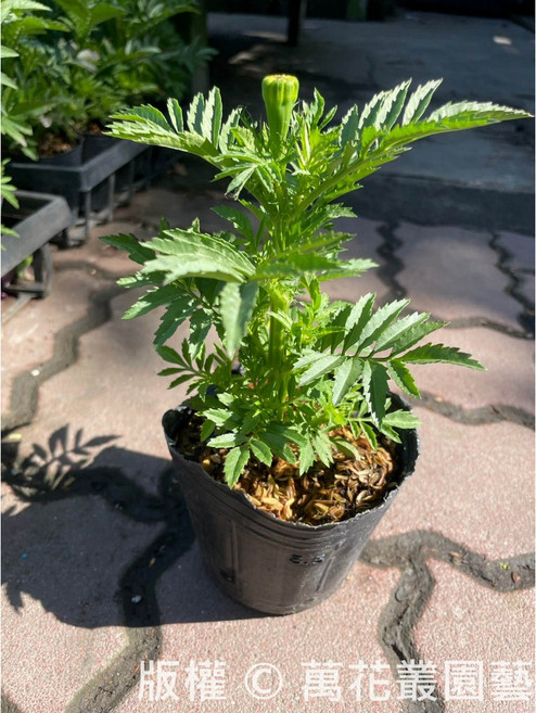 萬花叢 花卉植物 盆栽(隨機出貨), 萬壽菊(不可挑色, 1個