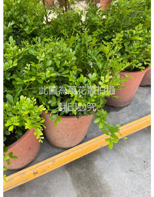 萬花叢 迷你盆栽 細葉七里香 灌木植物 室內盆栽 綠植盆景, 1個