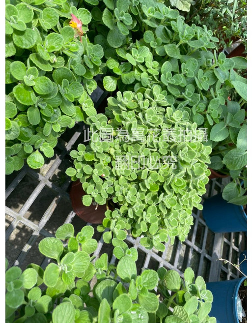 萬花叢 香草植物 - 淨化空氣、驅蚊蟲 居家綠植首選, 左手香/到手香, 1個