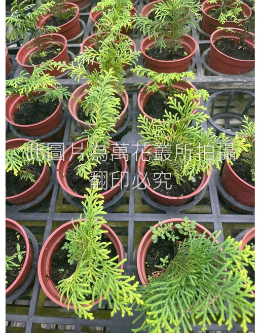 萬花叢 黃金檜木 喬木植物, 黃金, 1個