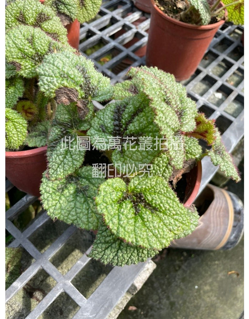 萬花叢 鐵十字秋海棠 觀葉植物 室內盆栽, 綠色, 1個