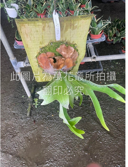 萬花叢 觀葉植物【安地斯交爪哇鹿角蕨】上板 高約20-45cm - 室內綠植盆栽, 1個