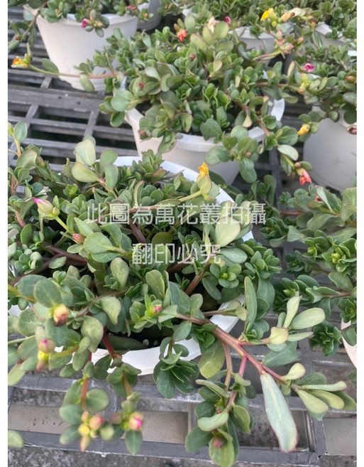 萬花叢 馬齒牡丹 花卉植物 5吋盆栽, 白色