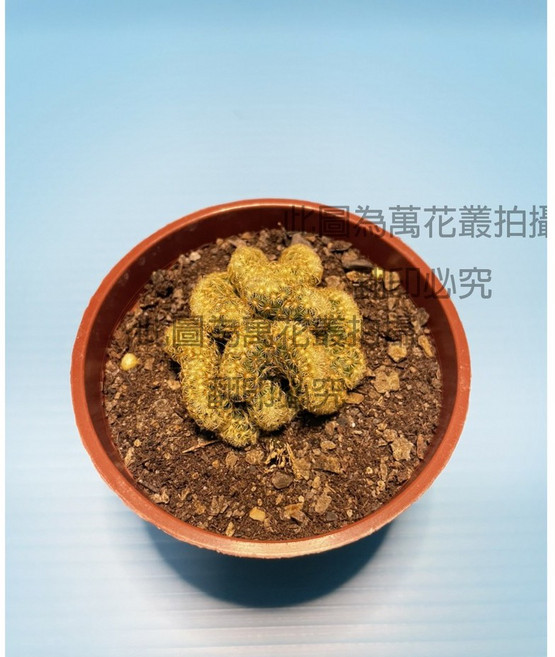 萬花叢 黃金司綴化仙人掌 3吋盆栽 多肉植物, 1個