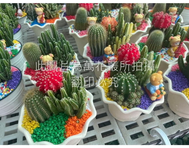 萬花叢 仙人掌盆栽組合 斐牡丹仙人掌 3株 蓮花盆 多肉植物 辦公室盆栽, 多色, 1個