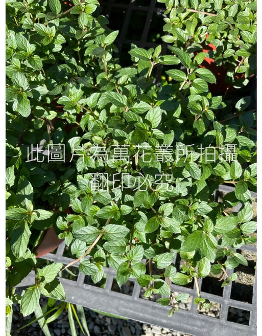 萬花叢 - 新鮮薄荷盆栽 居家香草植物首選, 胡椒薄荷, 1個