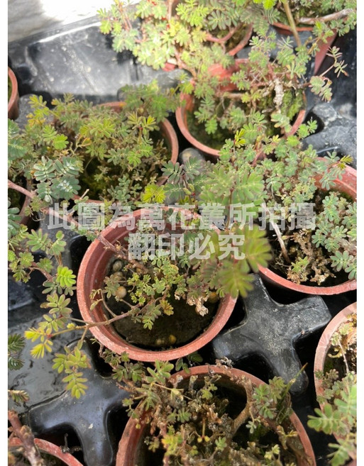 萬花叢 水生植物 水合歡/水生含羞草 趣味互動 淨化空氣 療癒盆栽, 1個