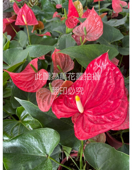 萬花叢 花卉植物 活力火鶴花 (株高20-40cm) 室內盆栽, 紅色, 1個