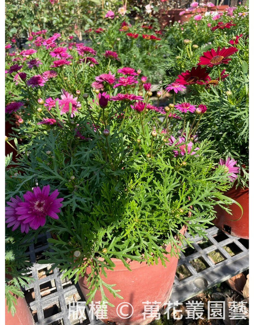 萬花叢 瑪格麗特盆栽 高約15-30cm 花卉植物, 粉色