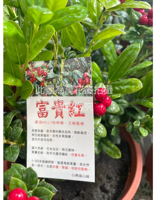 萬花叢 灌木植物【富】盆栽 - 招財納福、美化空間、淨化空氣, 紅, 1個