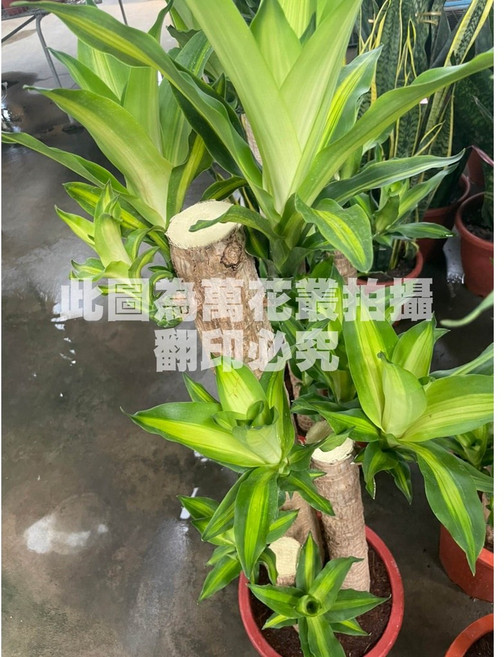 萬花叢 喬木植物 巴西鐵樹 1尺盆 高約50-80cm 室內盆栽 淨化空氣, 1個