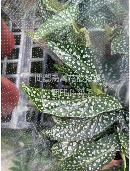 萬花叢 白冰秋海棠 觀葉植物 5吋盆, 綠色, 1個