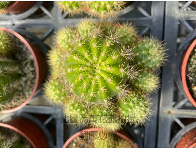 萬花叢 仙人掌植物 3吋盆栽 - 室內綠植盆栽、多肉植物、辦公室盆栽, 金聖丸(綠), 1個