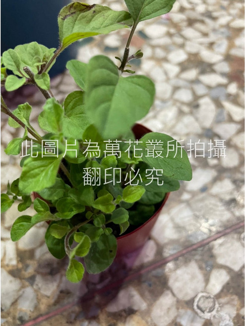 萬花叢 香草植物【奧勒岡】 - 新鮮奧勒岡香草 居家園藝盆栽 料理香草, 1個