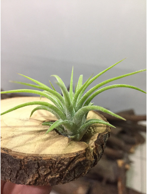 空氣鳳梨 墨西哥小精靈 室內盆栽 懶人植物 空氣淨化 療癒小物, 1個