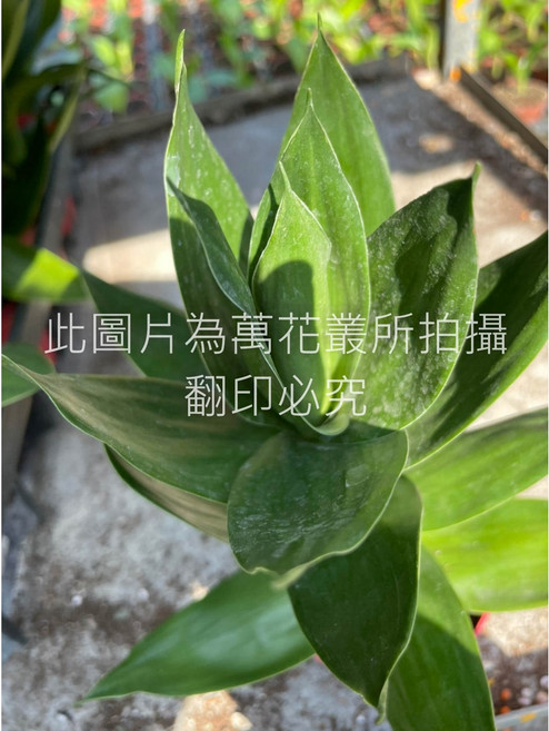 萬花叢 小品植物 蓮花竹 (高約3-8cm) 辦公室盆栽 淨化空氣, 1個