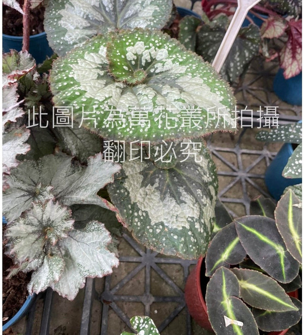 萬花叢 捲雲秋海棠 觀葉植物盆栽, 1個
