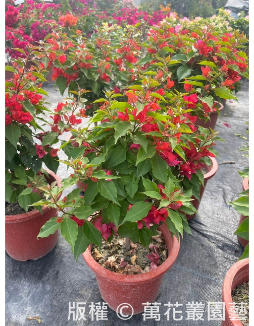 萬花叢 火狐狸九重葛 灌木植物 陽台庭院盆栽, 紅色, 1個