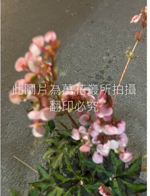 萬花叢 翠碧絲海棠 觀葉植物 5吋盆栽, 詳見包裝