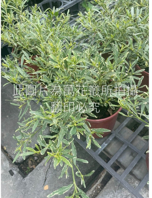 萬花叢 灌木植物 梔子花 居家綠植, 棕色, 1個