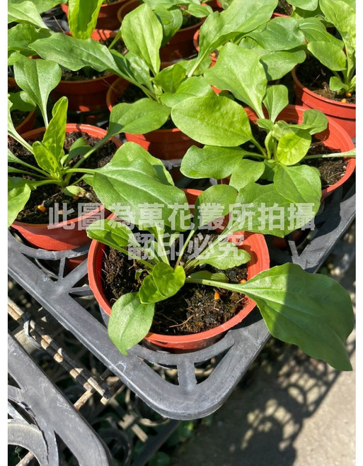 萬花叢 車前草 陸龜食用植物 香草盆栽, 1個