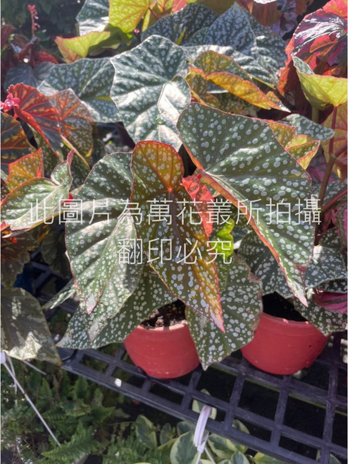 萬花叢 福爾摩沙秋海棠 觀葉植物 5吋盆, 1個