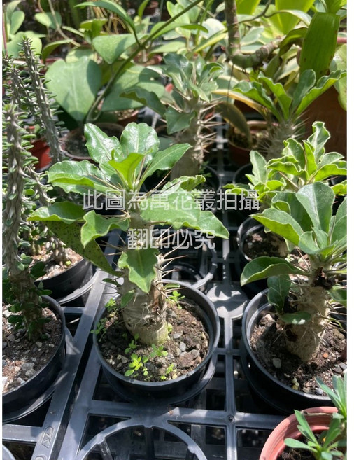 萬花叢 仙人掌植物 3吋盆栽 室內綠植盆栽 療癒系多肉植物 淨化空氣 新手推薦, 白馬城, 1個