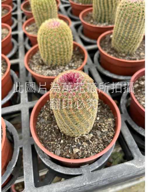 萬花叢 仙人掌植物【太陽】盆栽 - 療癒系多肉植物 室內盆栽, 紫, 1個