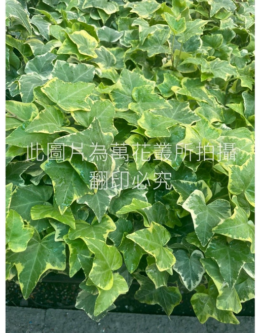 萬花叢 觀葉植物【黃斑常春藤】 - 室內盆栽、淨化空氣, 1個