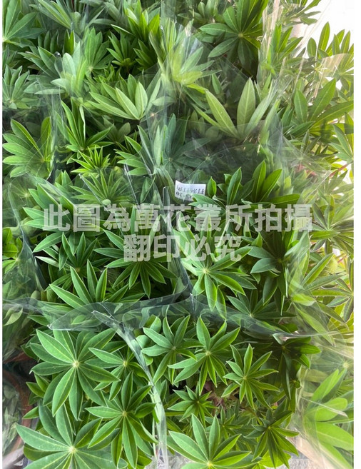 萬花叢 花卉植物 魯冰花 (高約15-45cm) 室內盆栽 觀賞植物